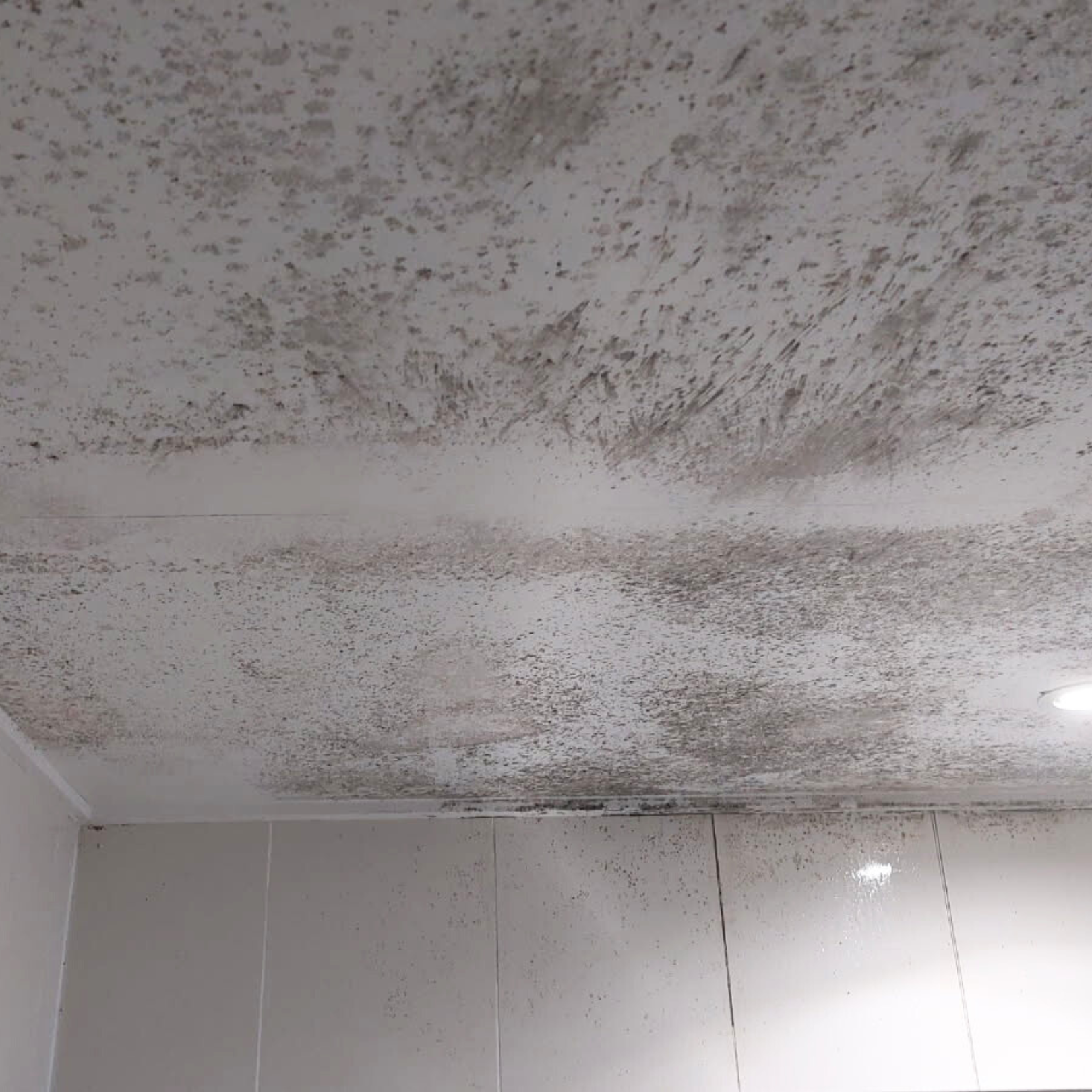 Mouldy House - Fix - Purify Air