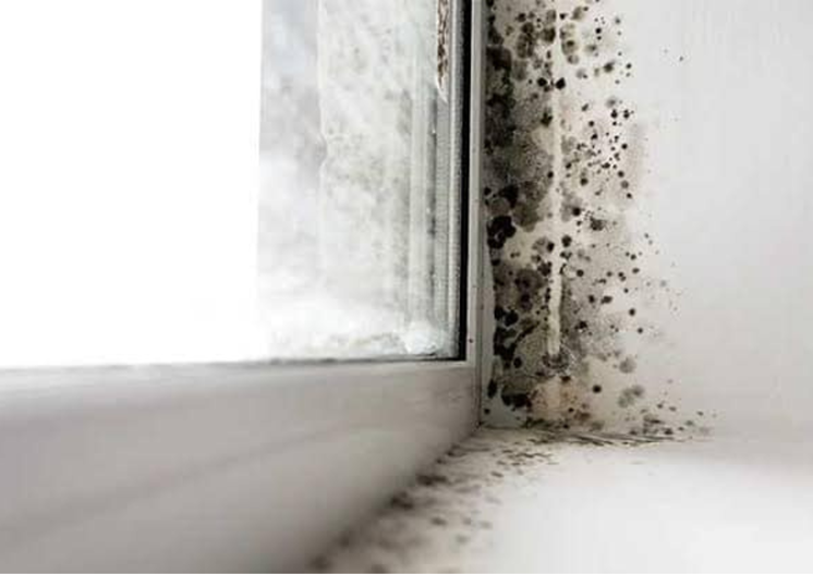 Circulation of Airborne Spores