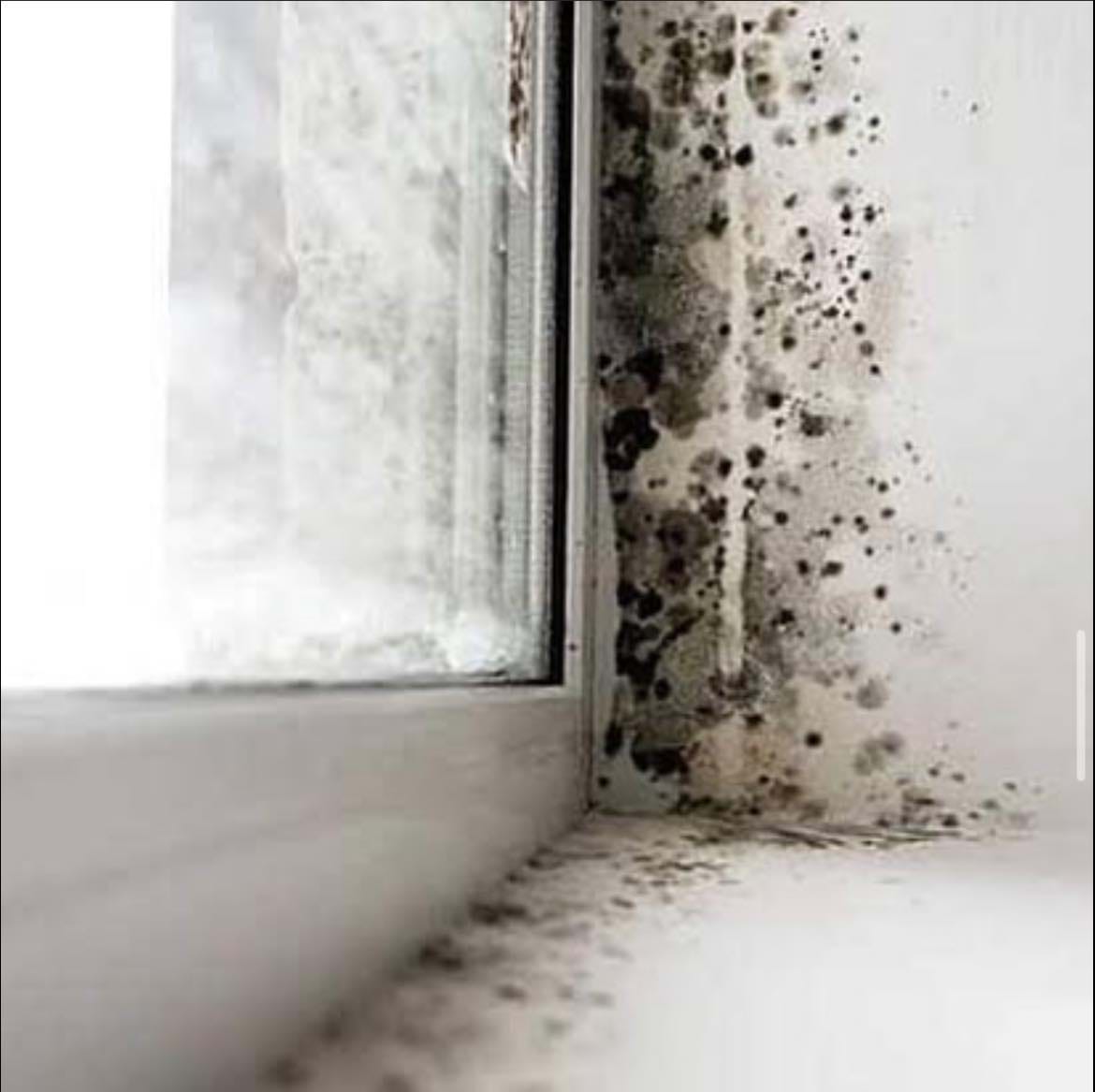 Stachybotrys Chartarum (Black Mould) in air conditioners