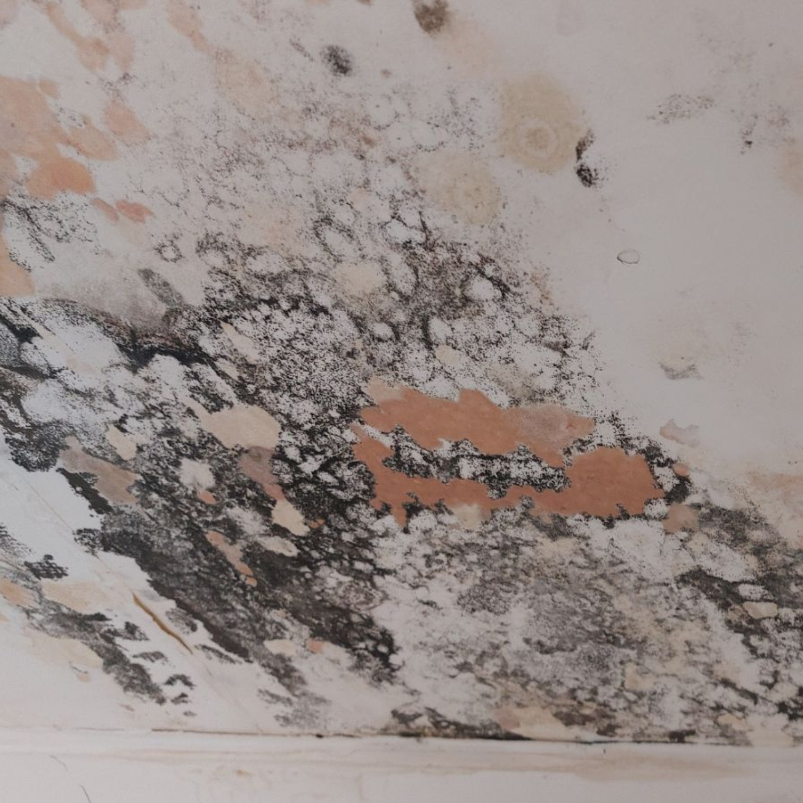 winter can actually make mould worse