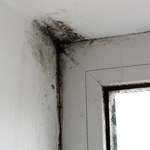 Stachybotrys Chartarum (Black Mould) in air conditioners