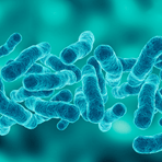 Legionella pneumophila (Legionnaires' Disease) in air conditioners