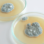 Penicillium in air coinditioners