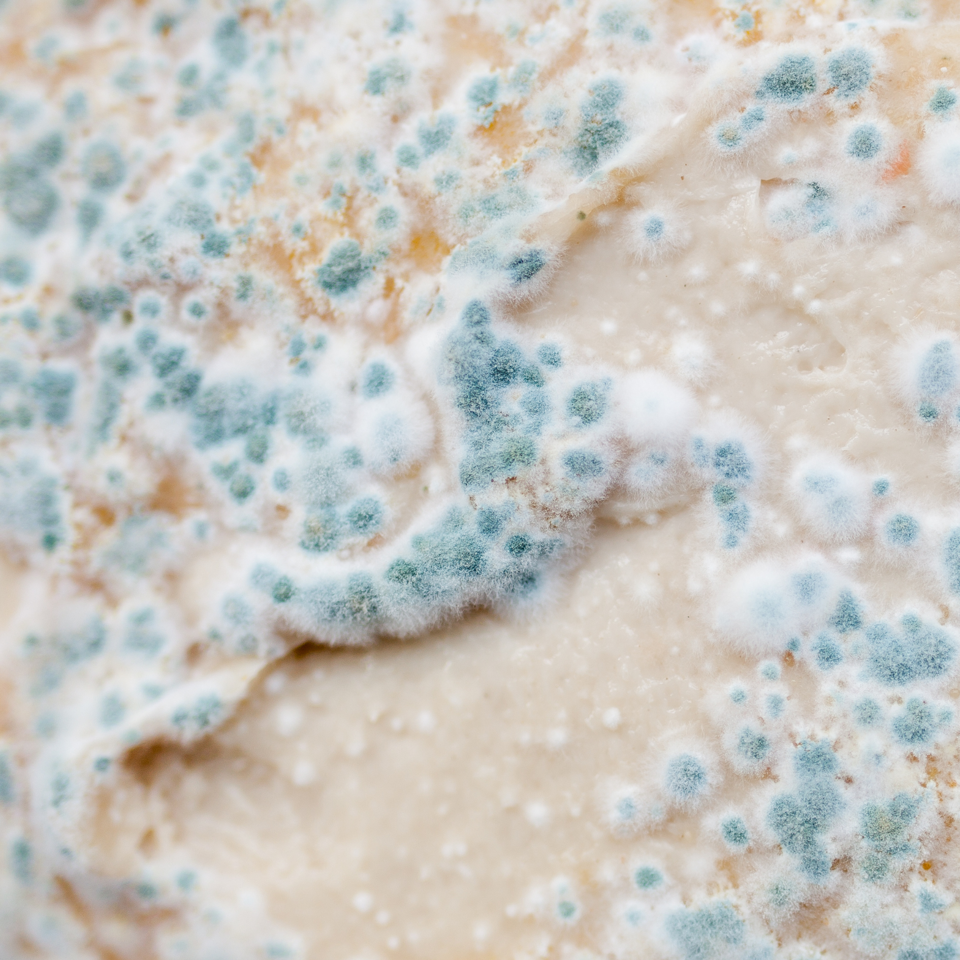 Mould vs Mildew: Why the Difference Matters