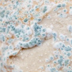 Mould vs Mildew: Why the Difference Matters