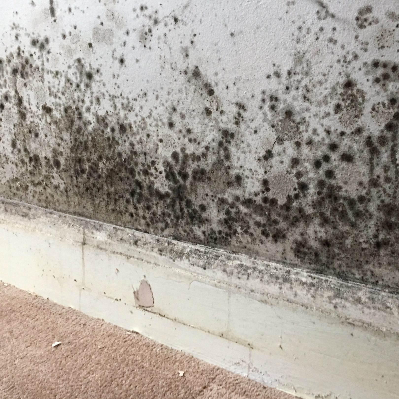 Mouldy House - Fix - Purify Air