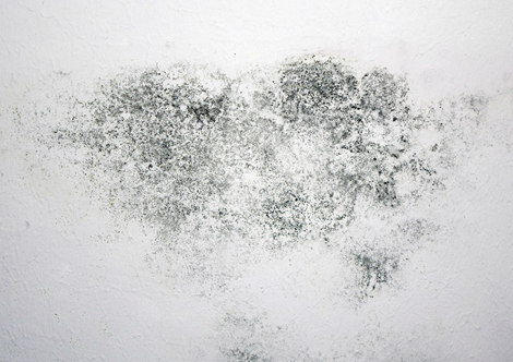 Mould - Rental Property - Treatment & Removal