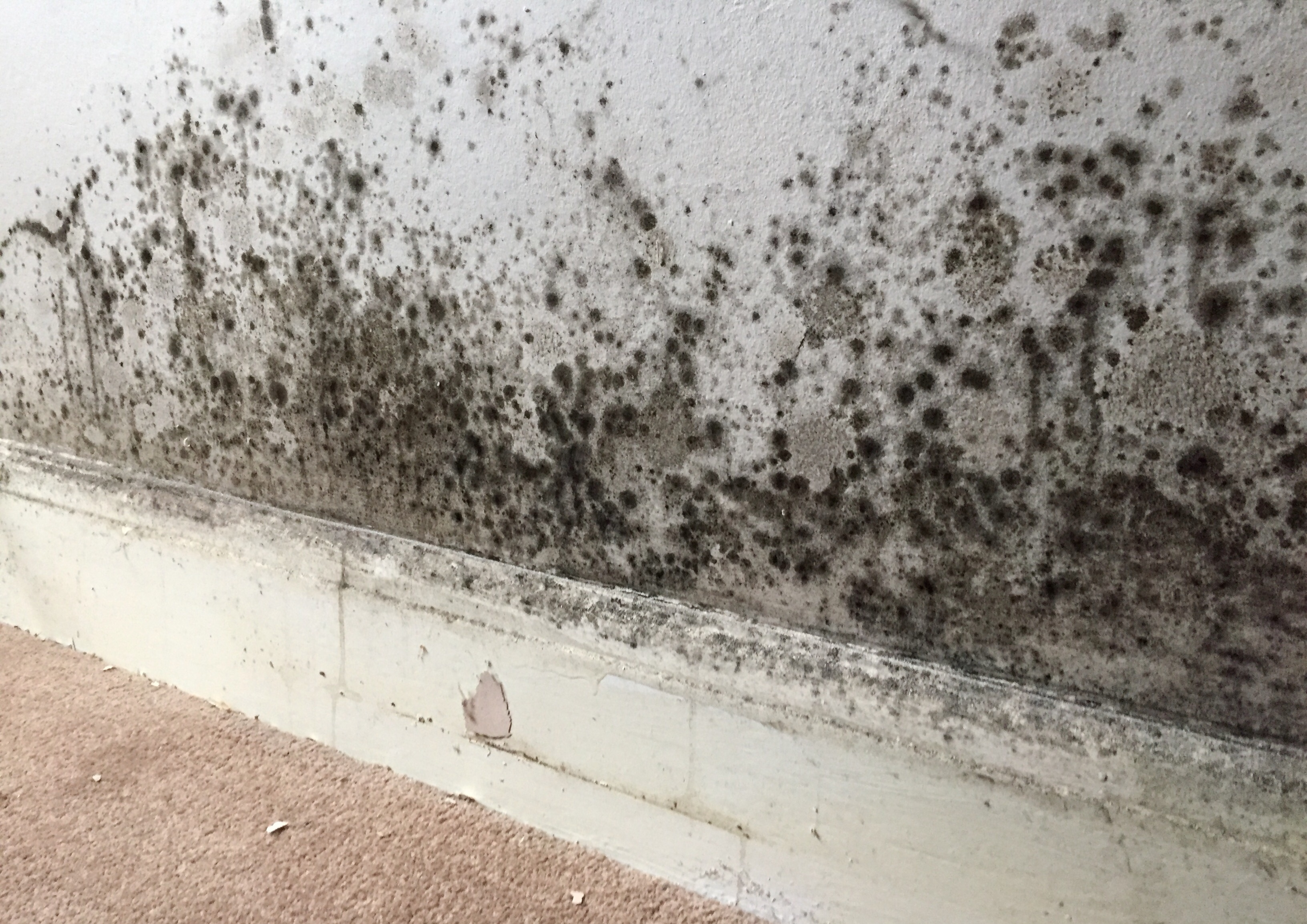 Mould Growth - Preferred Surfaces