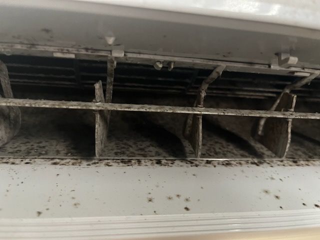  Mould vs Mildew: Key Differences, Health Risks, and Effective Prevention - Purify Air