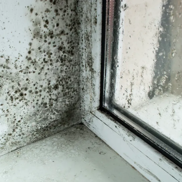 consequences of ignoring winter condensation in your home or workplace Purify Air