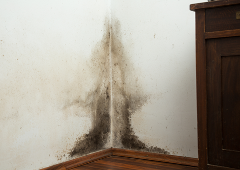 Mould - Rental Property - Treatment & Removal