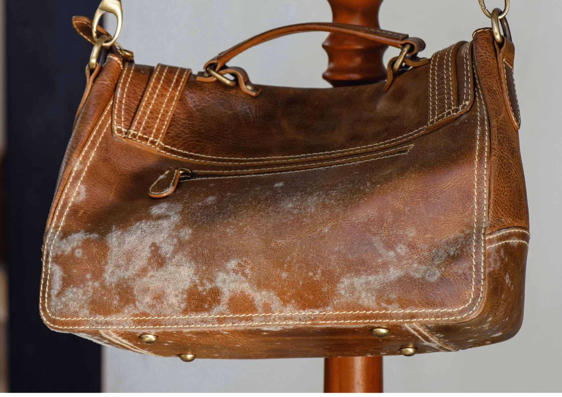 Mildew Preferred Surfaces