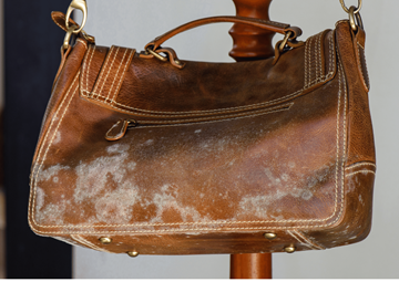 Mildew Preferred Surfaces