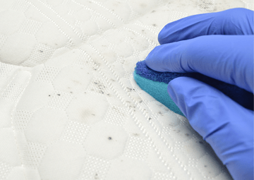 Treatment for mildew - Purify Air