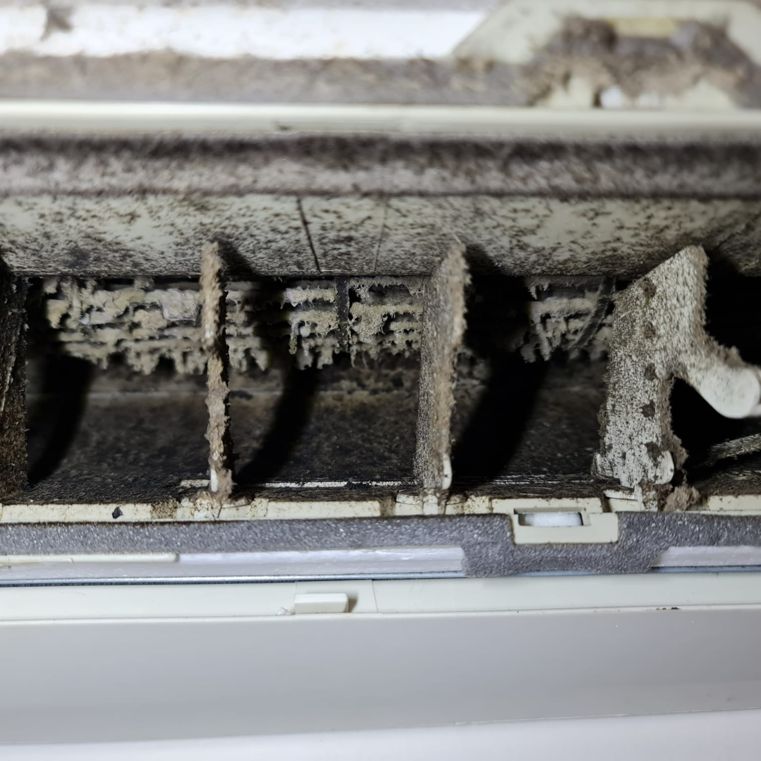 Ramifications Of Untreated Mould - Rental